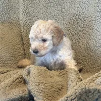 Gorgeous Creme Apricot, a male Goldendoodle for sale in Rush Springs, OK – Photo 10 of 10