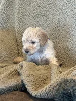 Gorgeous Creme Apricot, a male Goldendoodle for sale in Rush Springs, OK – Photo 10 of 10