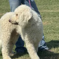 Gorgeous Creme Apricot, a male Goldendoodle for sale in Rush Springs, OK – Photo 4 of 10