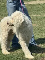 Gorgeous Creme Apricot, a male Goldendoodle for sale in Rush Springs, OK – Photo 4 of 10