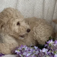 Gorgeous Creme Apricot, a male Goldendoodle for sale in Rush Springs, OK – Photo 9 of 10