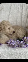 Gorgeous Creme Apricot, a male Goldendoodle for sale in Rush Springs, OK – Photo 9 of 10