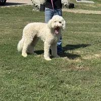 Gorgeous Creme Apricot, a male Goldendoodle for sale in Rush Springs, OK – Photo 2 of 10