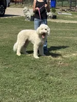Gorgeous Creme Apricot, a male Goldendoodle for sale in Rush Springs, OK – Photo 2 of 10