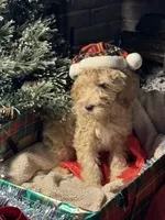 Christmas Doodle Girls!!, a female Goldendoodle for sale in Rush Springs, OK – Photo 8 of 10