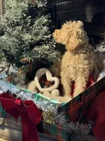 Christmas Doodle Girls!!, a female Goldendoodle for sale in Rush Springs, OK – Photo 7 of 10