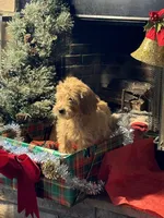 Christmas Doodle Girls!!, a female Goldendoodle for sale in Rush Springs, OK – Photo 5 of 10