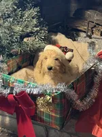 Christmas Doodle Girls!!, a female Goldendoodle for sale in Rush Springs, OK – Photo 4 of 10