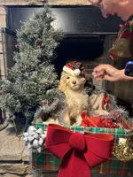Christmas Doodle Girls!!, a female Goldendoodle for sale in Rush Springs, OK – Photo 10 of 10