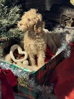 Christmas Doodle Girls!!, a female Goldendoodle for sale in Rush Springs, OK – Photo 6 of 10