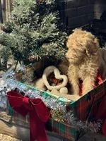 Christmas Doodle Girls!!, a female Goldendoodle for sale in Rush Springs, OK – Photo 3 of 10