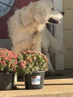 Red female- Lindy , a female English Cream Golden Retriever for sale in Rush Springs, OK – 7 of 9