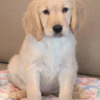Purple male-for Christmas, a male Golden Retriever for sale in Rush Springs, OK – Photo 2 of 10