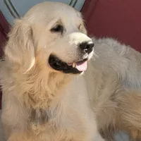 Purple male-for Christmas, a male Golden Retriever for sale in Rush Springs, OK – Photo 7 of 10