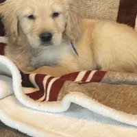 Purple male-for Christmas, a male Golden Retriever for sale in Rush Springs, OK – Photo 3 of 10