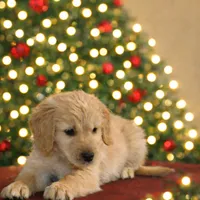 Purple male-for Christmas, a male Golden Retriever for sale in Rush Springs, OK – Photo 5 of 10