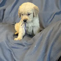 Purple male-for Christmas, a male Golden Retriever for sale in Rush Springs, OK – Photo 4 of 10
