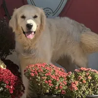 Purple male-for Christmas, a male Golden Retriever for sale in Rush Springs, OK – Photo 8 of 10