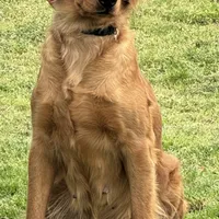 Purple male-for Christmas, a male Golden Retriever for sale in Rush Springs, OK – Photo 10 of 10