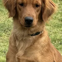 Purple male-for Christmas, a male Golden Retriever for sale in Rush Springs, OK – Photo 9 of 10