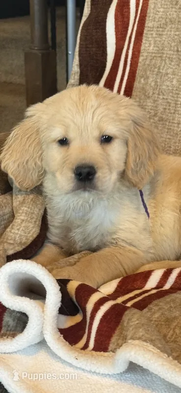 Purple male-for Christmas