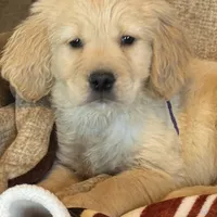 Purple male-for Christmas, a male Golden Retriever for sale in Rush Springs, OK – Photo 1 of 10