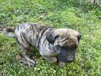 Xina, a female American Bully and English Mastiff for sale in Birmingham, AL – Photo 3 of 3