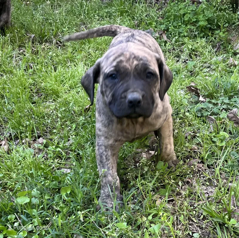 Xina – American Bully, English Mastiff puppy for sale in Birmingham, AL