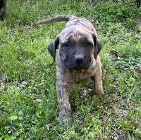 Xina, a female American Bully and English Mastiff for sale in Birmingham, AL – Photo 1 of 3
