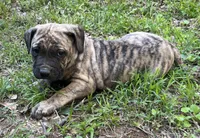 Xina, a female American Bully and English Mastiff for sale in Birmingham, AL – Photo 2 of 3