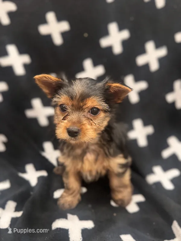 Sam – Yorkshire Terrier puppy for sale in Santa Rosa Beach, FL