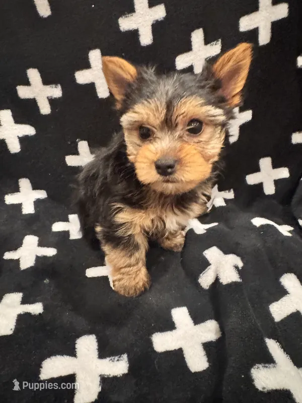 Teddy – Yorkshire Terrier puppy for sale in Santa Rosa Beach, FL