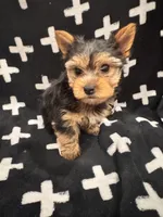 Teddy, a male Yorkshire Terrier for sale in Santa Rosa Beach, FL – 1 of 1