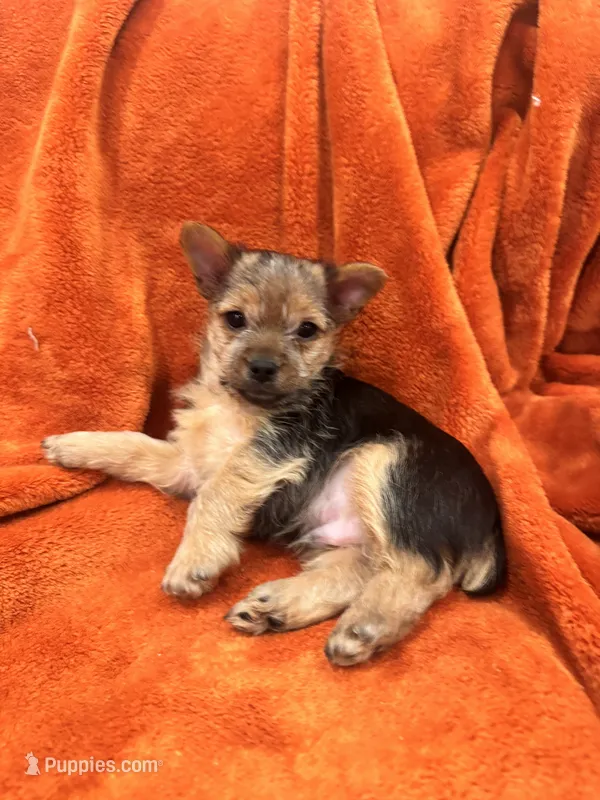 Goliah – Yorkshire Terrier puppy for sale in Santa Rosa Beach, FL