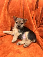 Goliah, a male Yorkshire Terrier for sale in Santa Rosa Beach, FL – 1 of 1