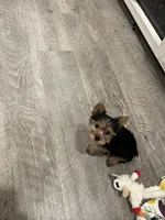 Teddy, a male Yorkshire Terrier for sale in Santa Rosa Beach, FL – 3 of 3