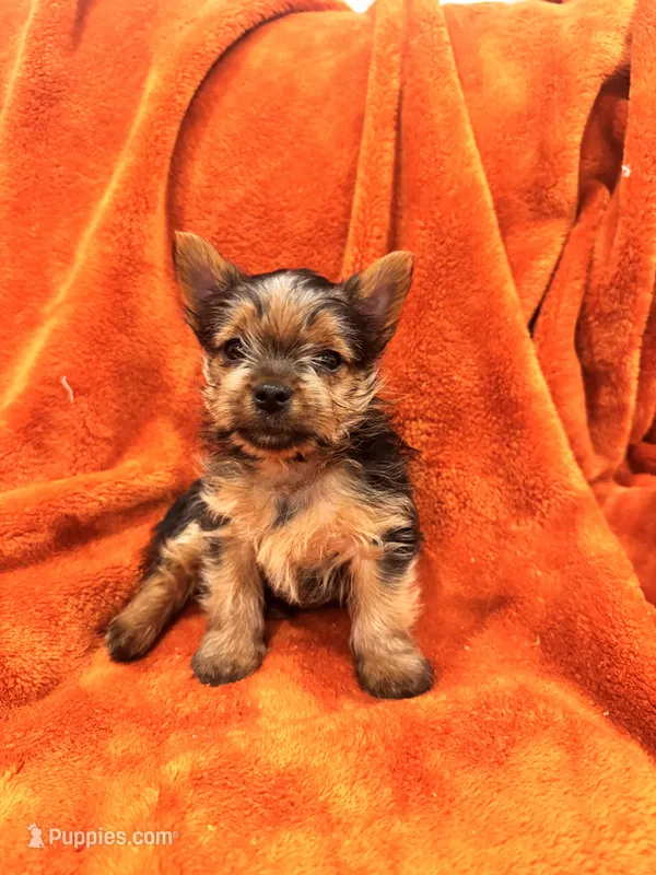 Chico – Yorkshire Terrier puppy for sale in Santa Rosa Beach, FL