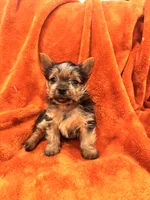 Chico, a male Yorkshire Terrier for sale in Santa Rosa Beach, FL – 1 of 2