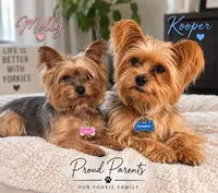 Chico, a male Yorkshire Terrier for sale in Santa Rosa Beach, FL – 3 of 3