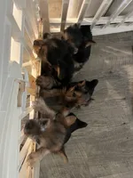Chico, a male Yorkshire Terrier for sale in Santa Rosa Beach, FL – 2 of 2
