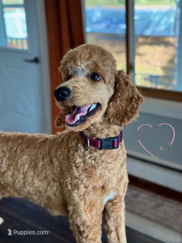 Teddy AKC  – Poodle - Standard  puppy for sale in Dorchester, WI