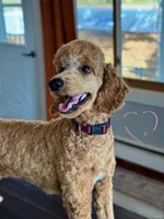 Teddy AKC , a male Poodle - Standard  for sale in Dorchester, WI – 1 of 6