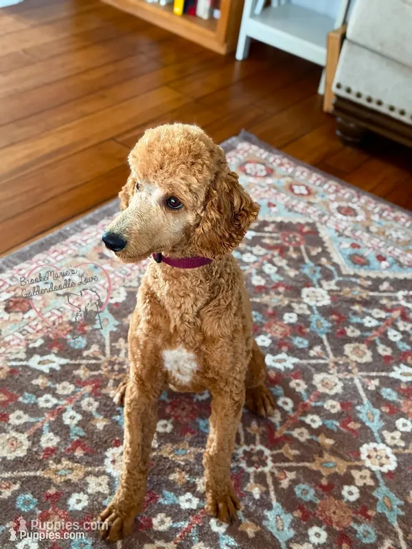 Teddy AKC  – Poodle - Standard  puppy for sale in Dorchester, WI