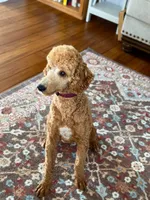 Teddy AKC , a male Poodle - Standard  for sale in Dorchester, WI – 5 of 6