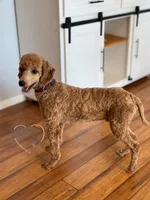 Teddy AKC , a male Poodle - Standard  for sale in Dorchester, WI – 2 of 6