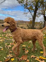 Teddy AKC , a male Poodle - Standard  for sale in Dorchester, WI – 6 of 6