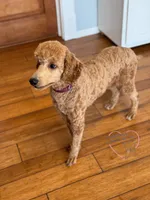 Teddy AKC , a male Poodle - Standard  for sale in Dorchester, WI – 4 of 6