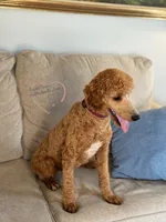 Teddy AKC , a male Poodle - Standard  for sale in Dorchester, WI – 3 of 6