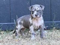 Moonlight, a female American Pit Bull Terrier for sale in Quinlan, TX – 1 of 3