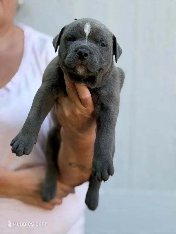Stone – American Pit Bull Terrier puppy for sale in Quinlan, TX